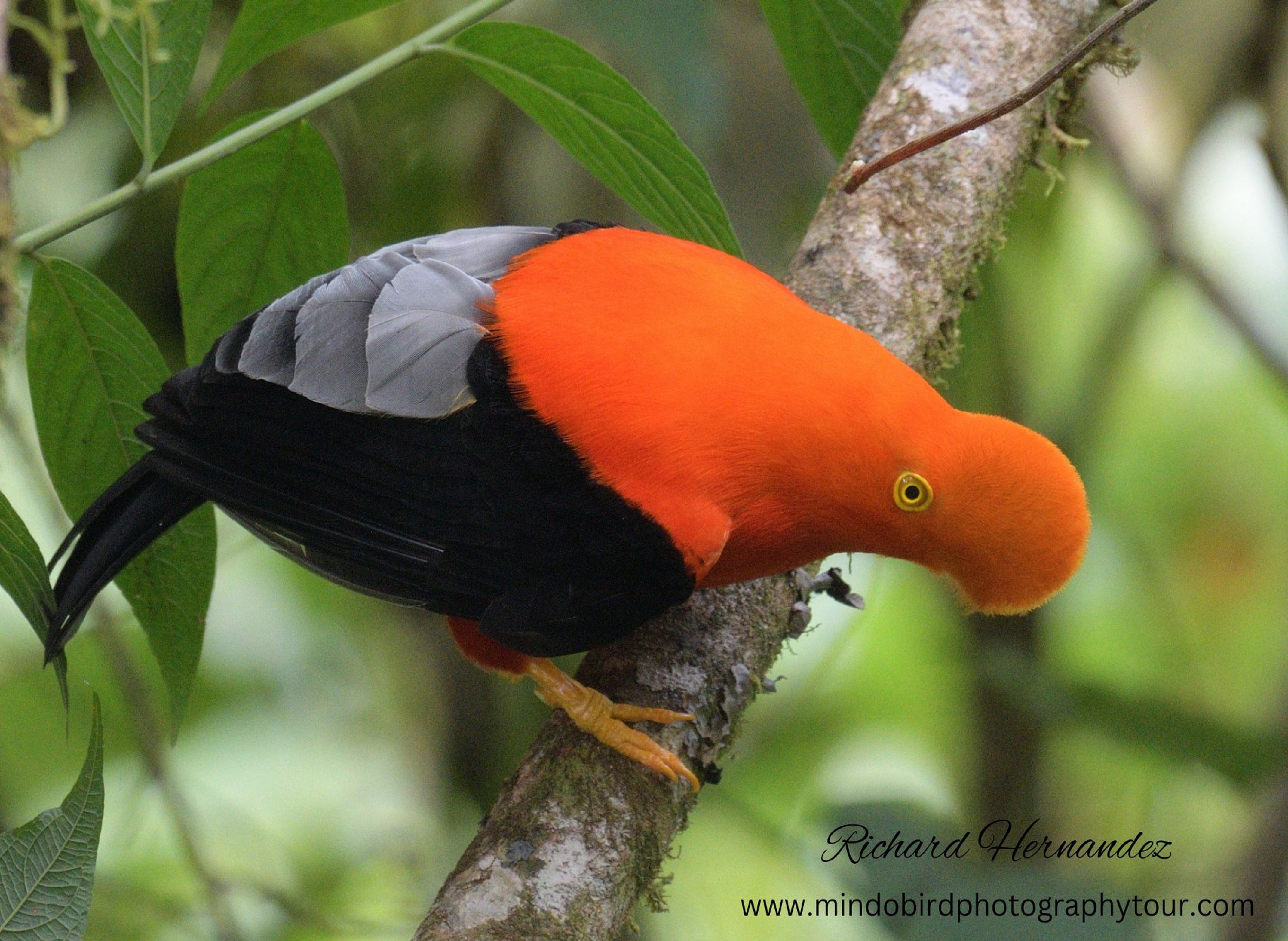 andeancockoftherockbird