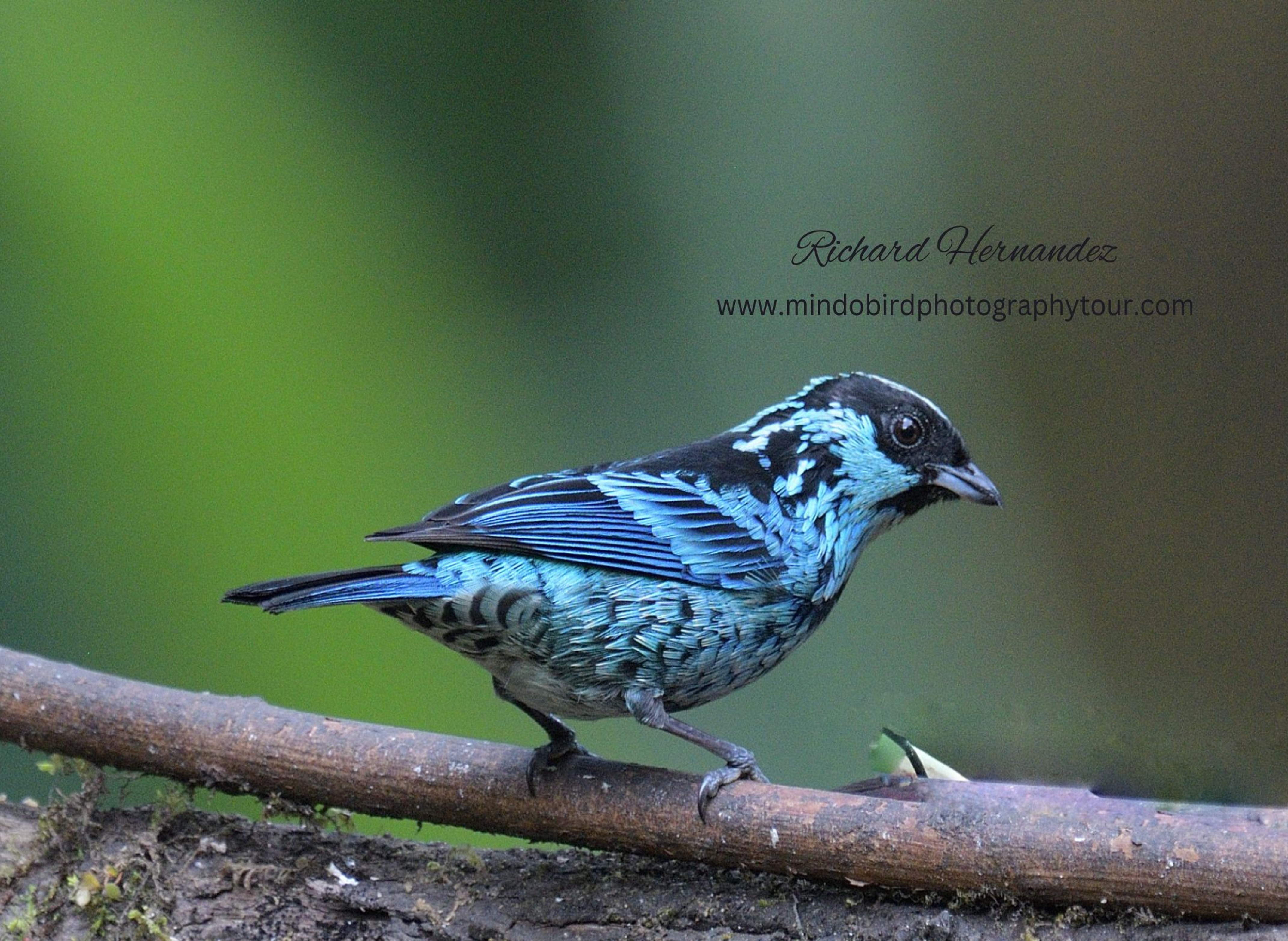 berylspangledtanager