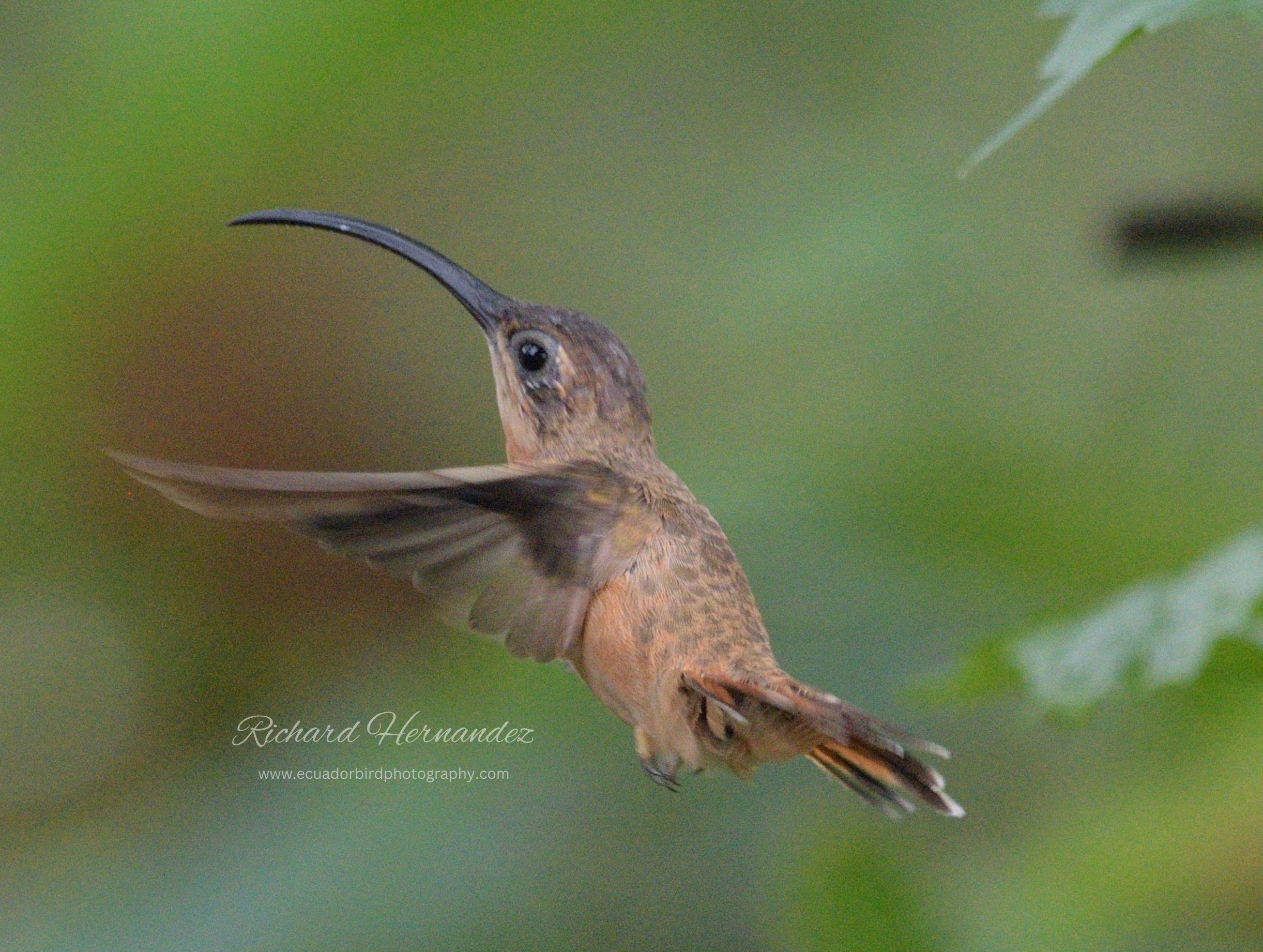 bronzy hermit