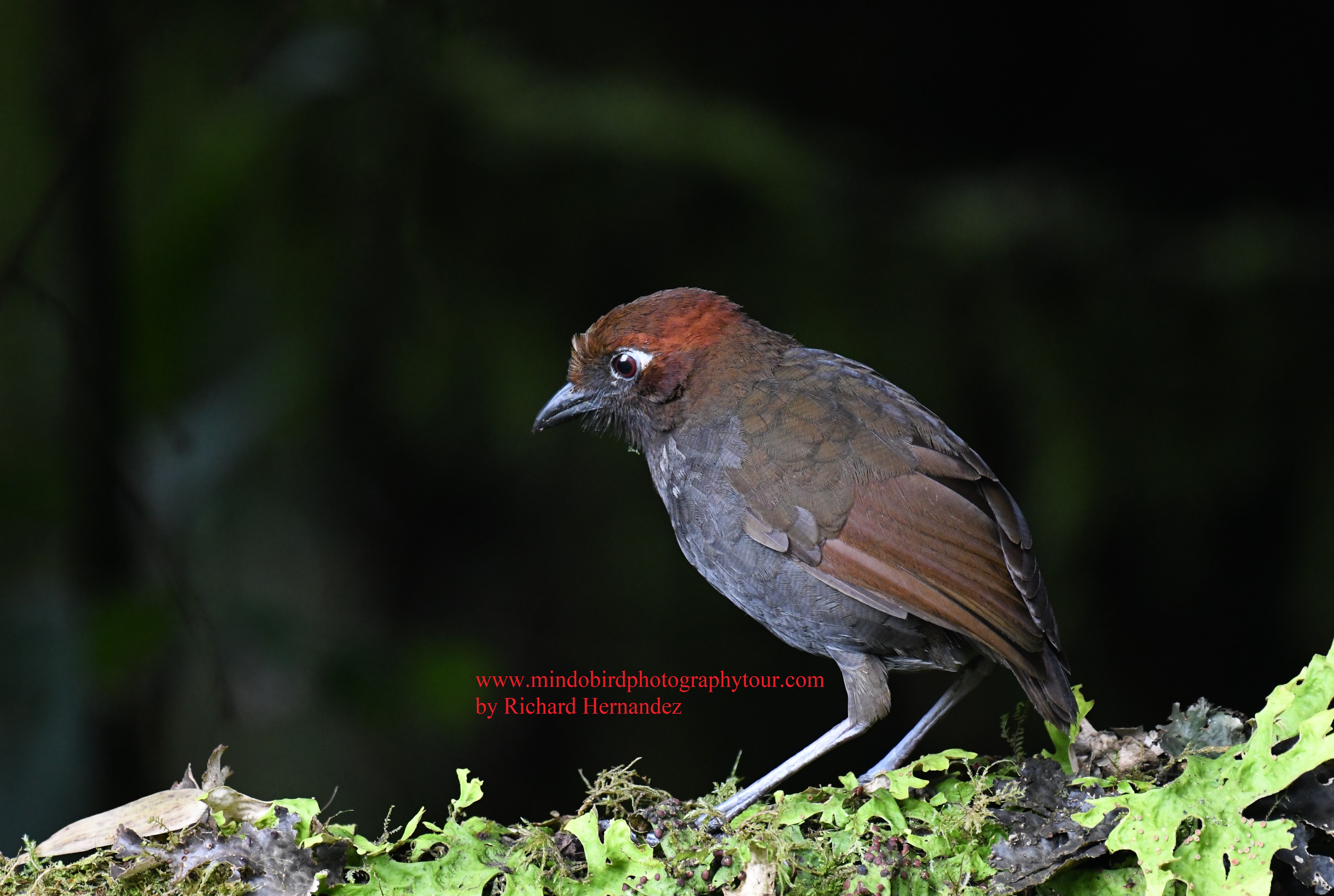 chestnutnapedantpitta