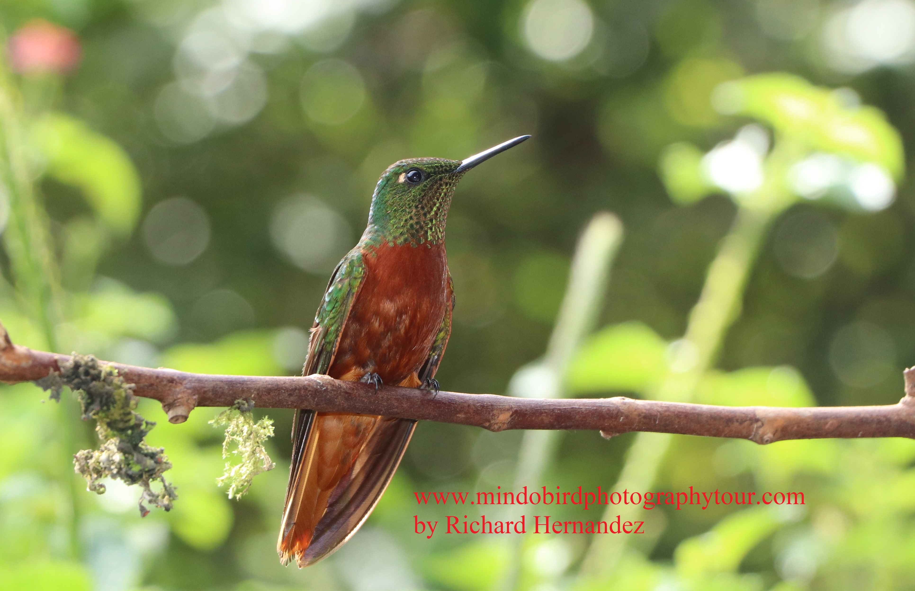 chestnutbreastedcoronet-mindo