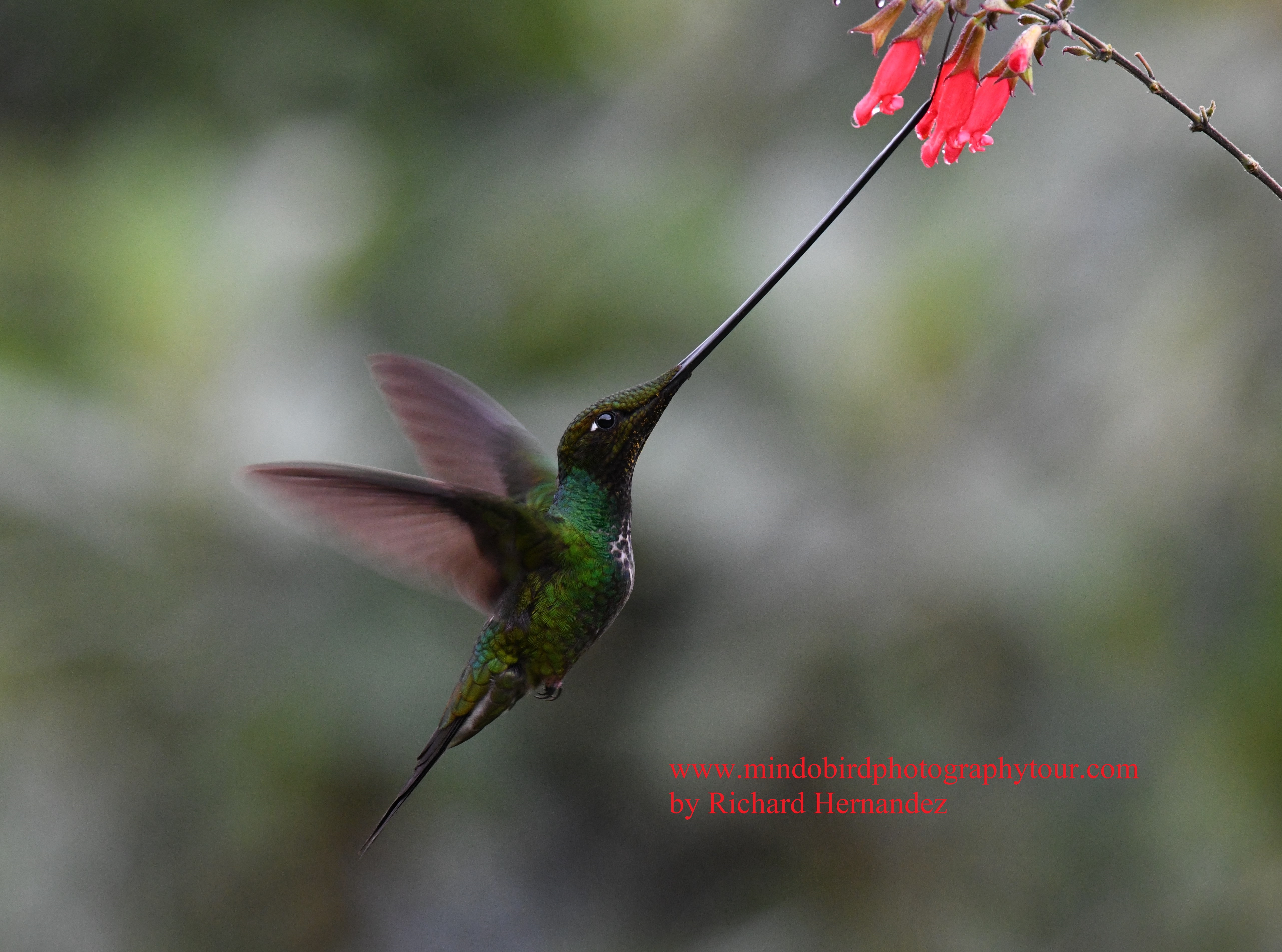 giant hummingbird-mindo birdphototour