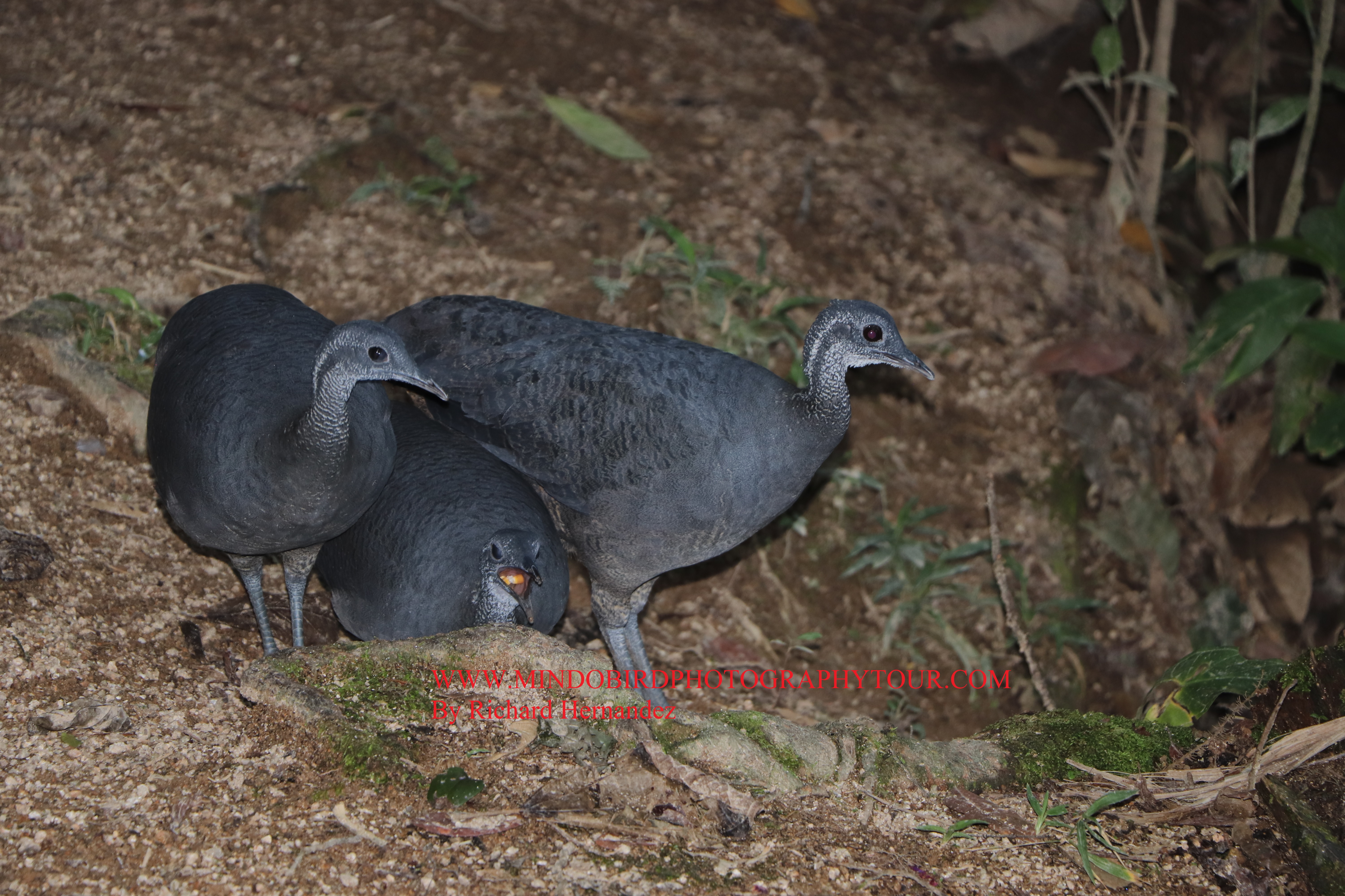 gray-tinamou-birdseastecuador