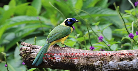 green-jay-mindobirdphotographytour