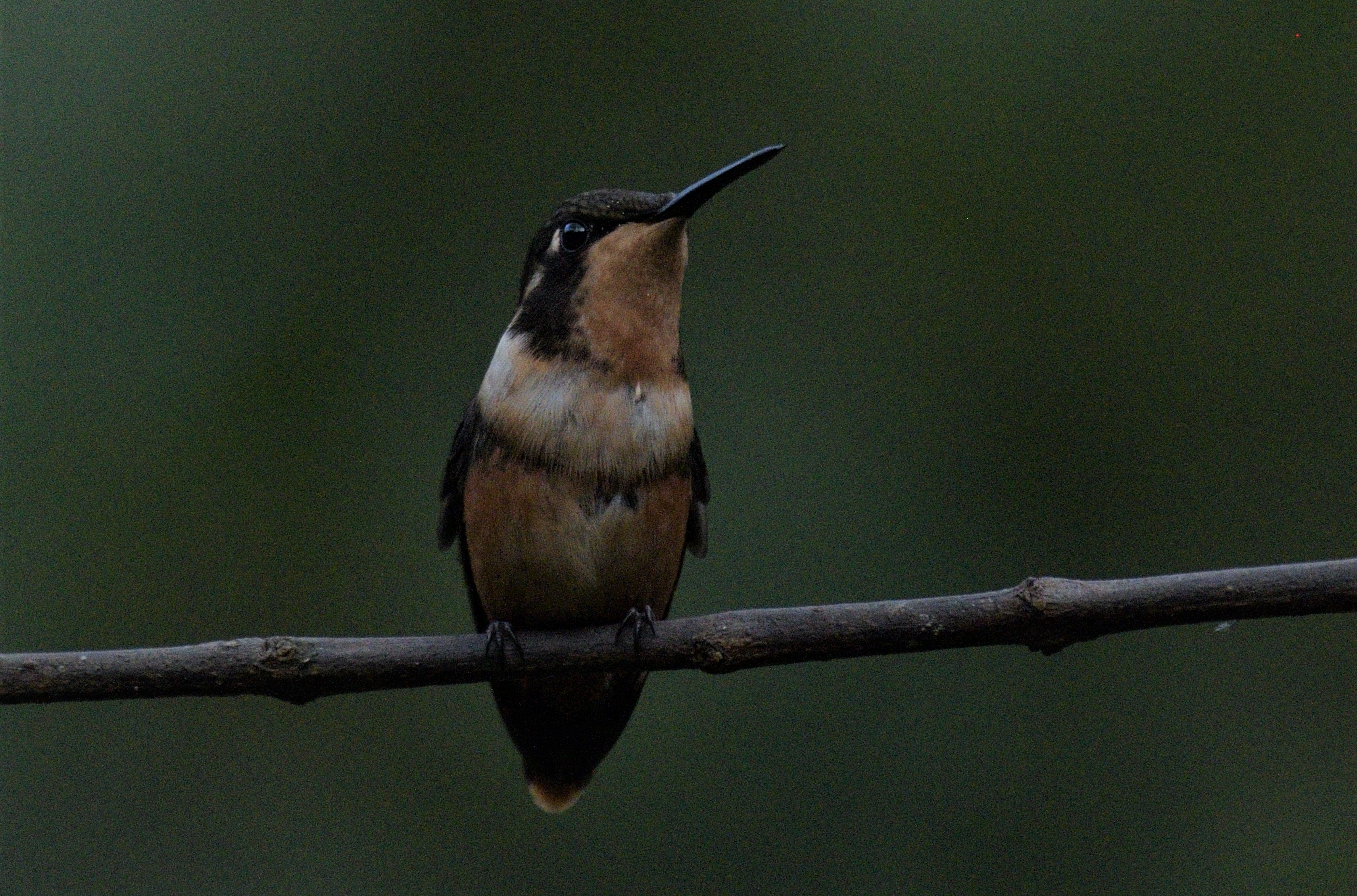 hummingbird mindo photo tour