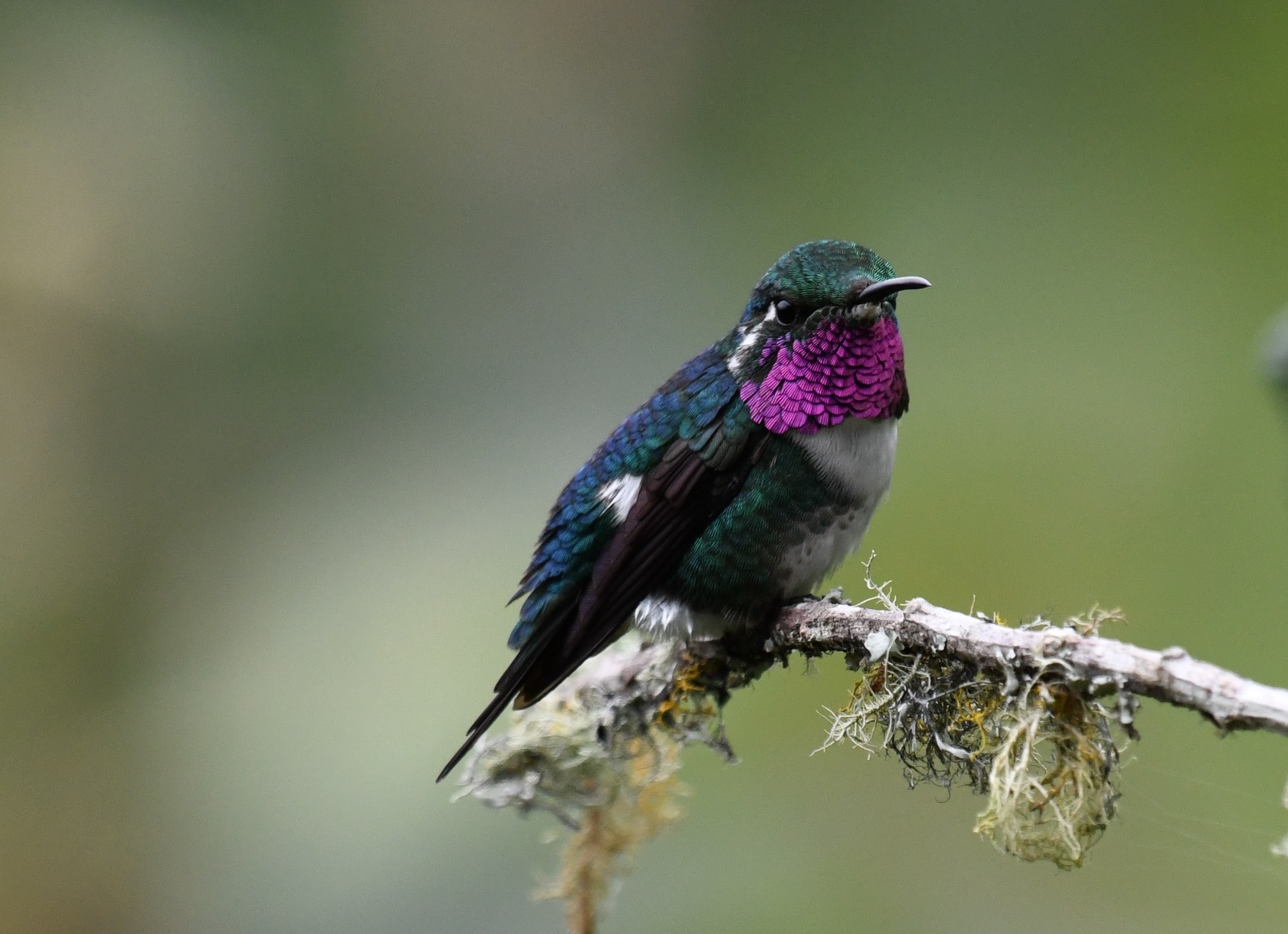 mindo hummingbirds photo tour