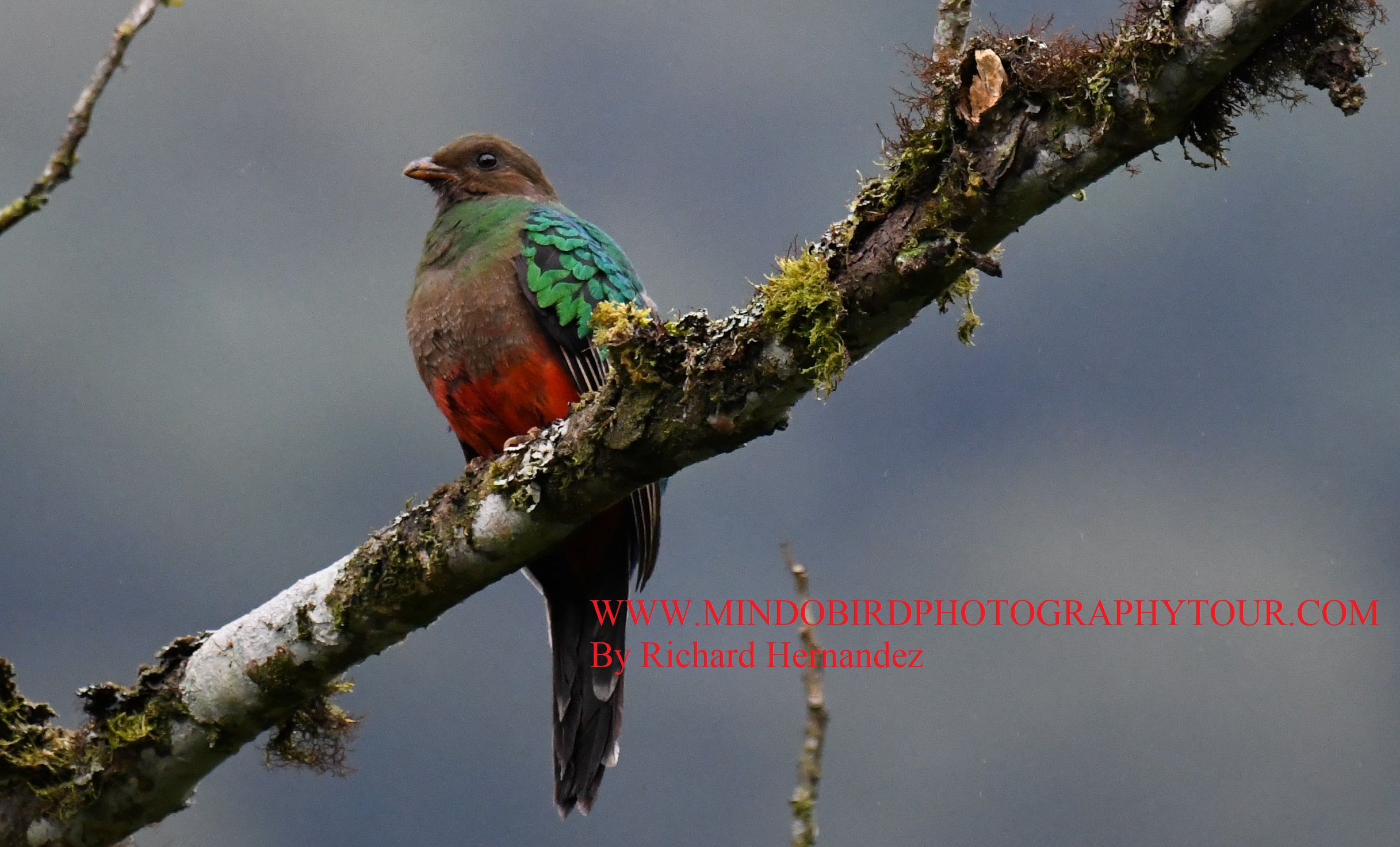 milpe birding tour