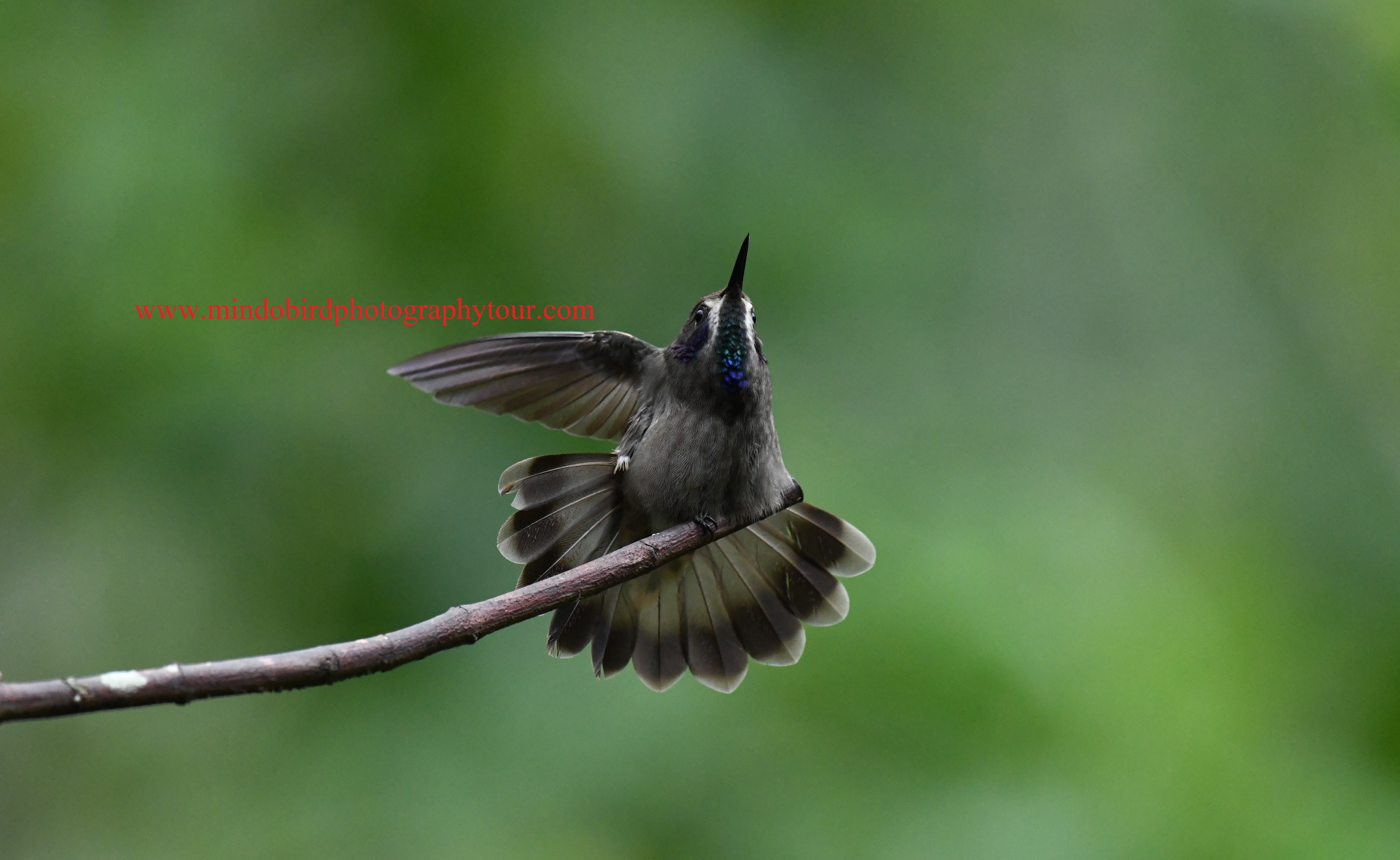 mindo birding tour