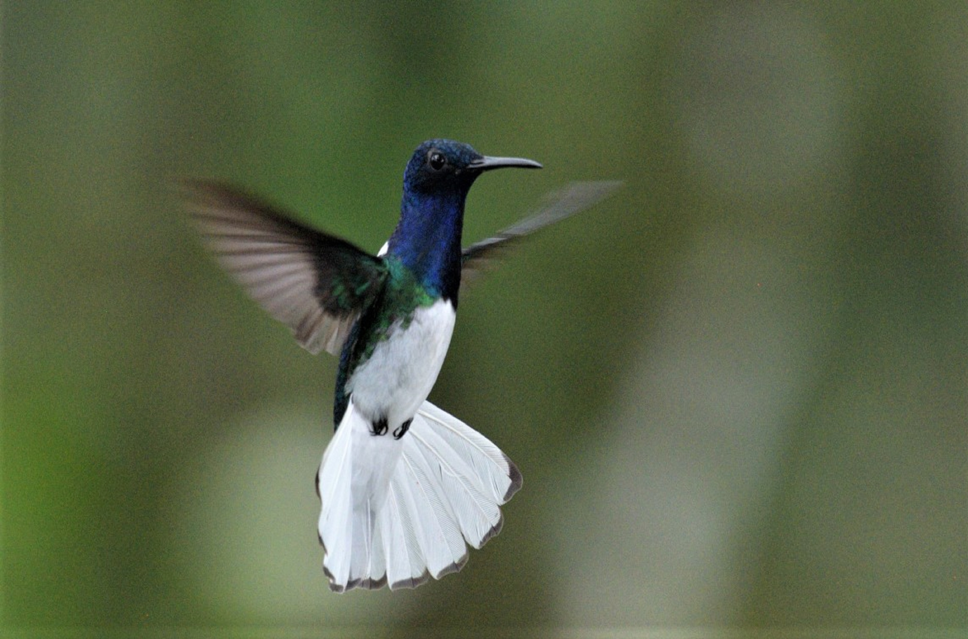 hummingbirds of mindo