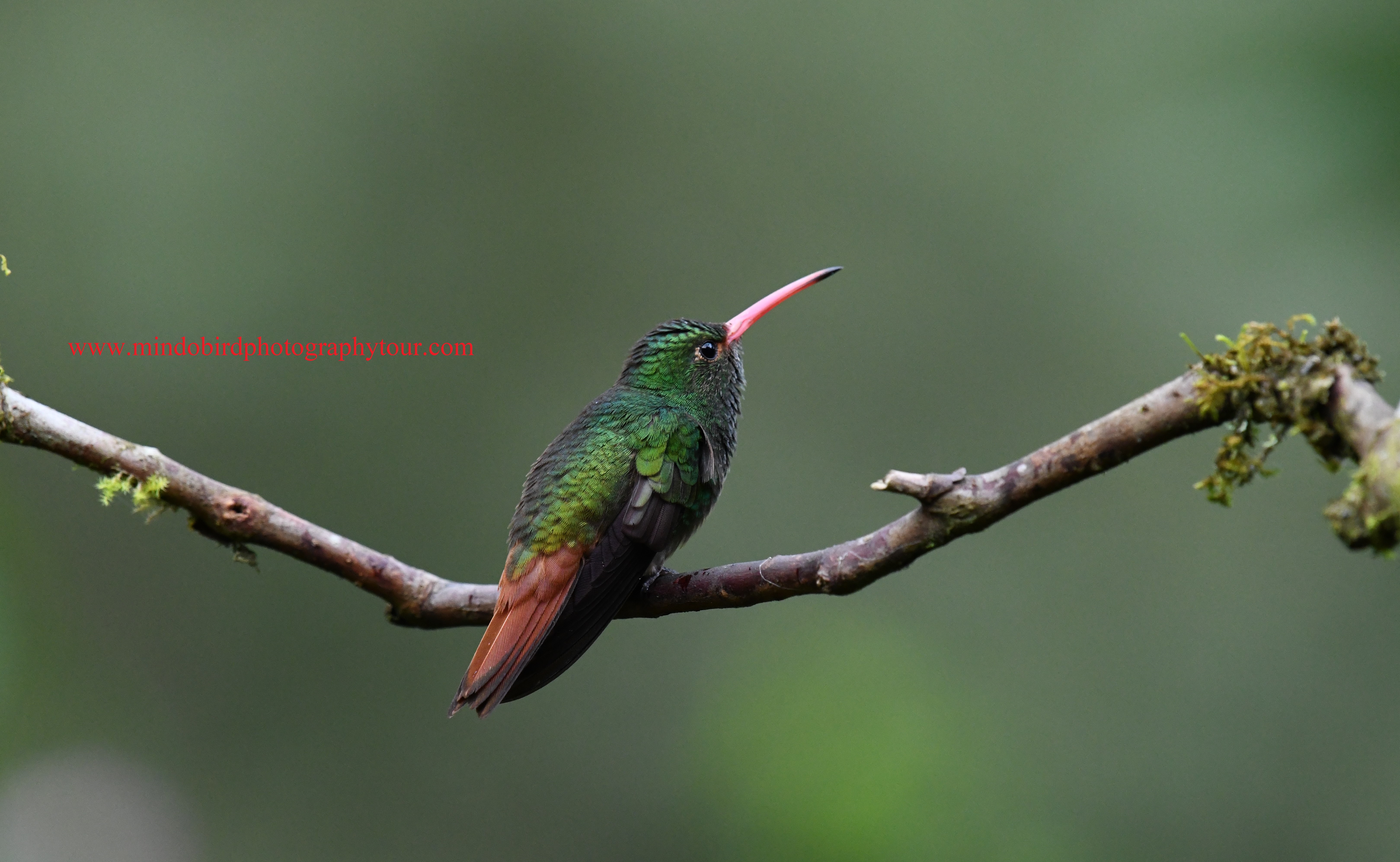 mindo-birding-tour 