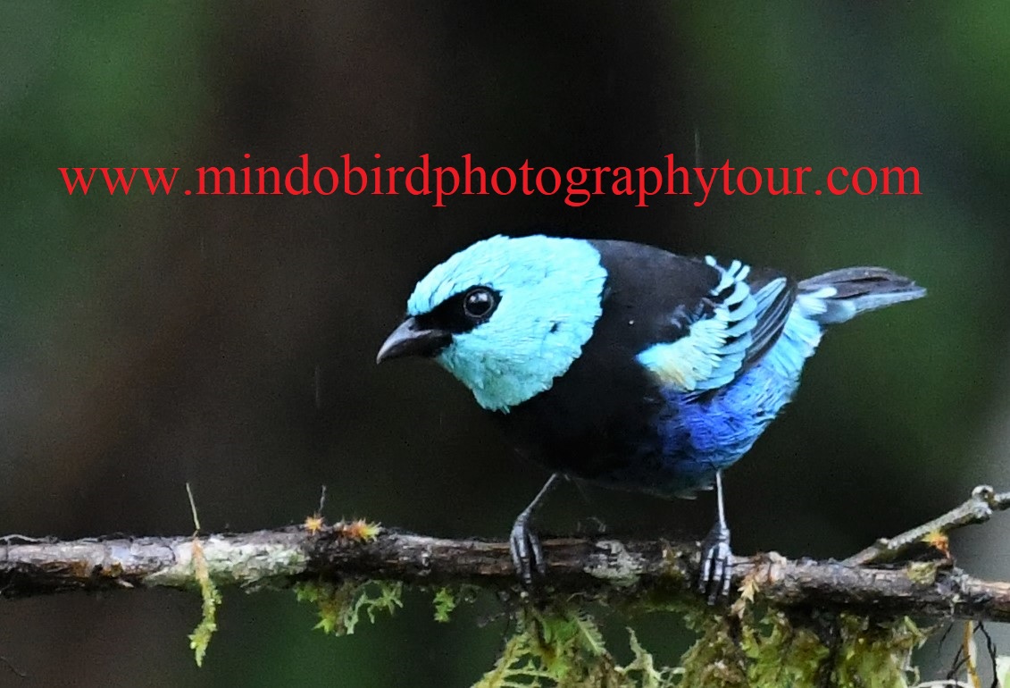 mindobirding-tour