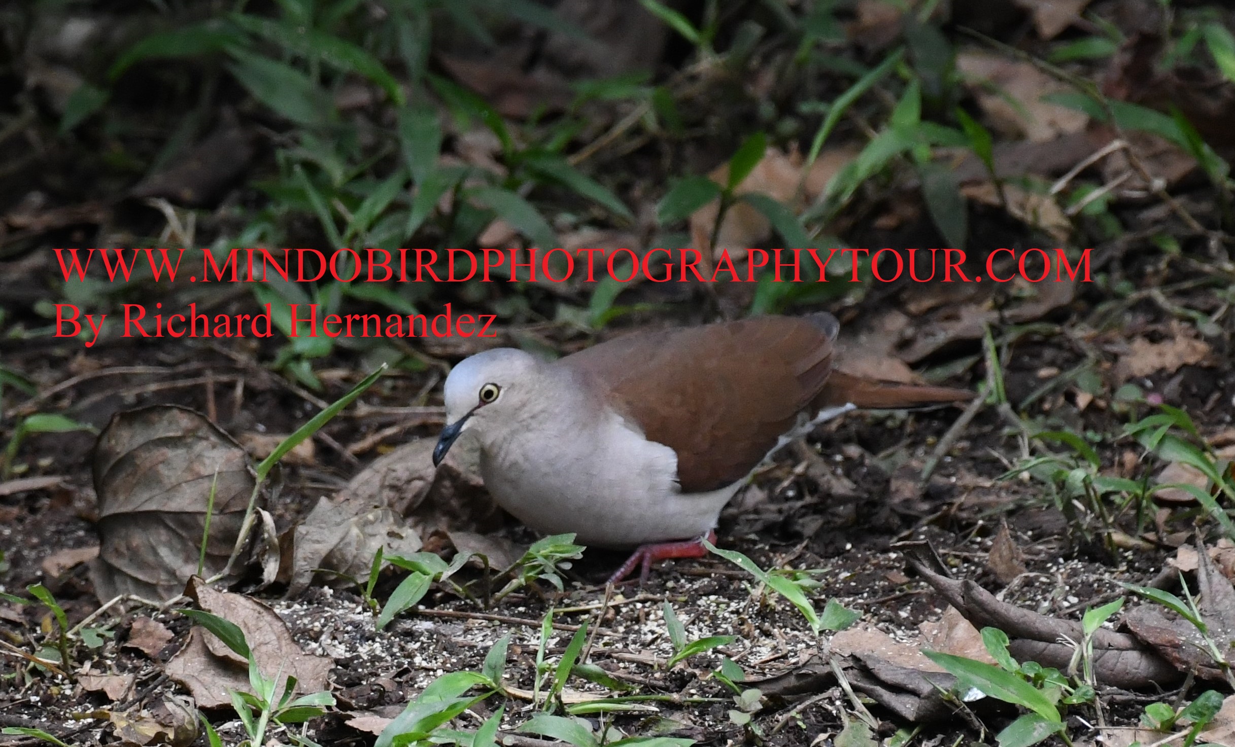 mindo guided birding tour