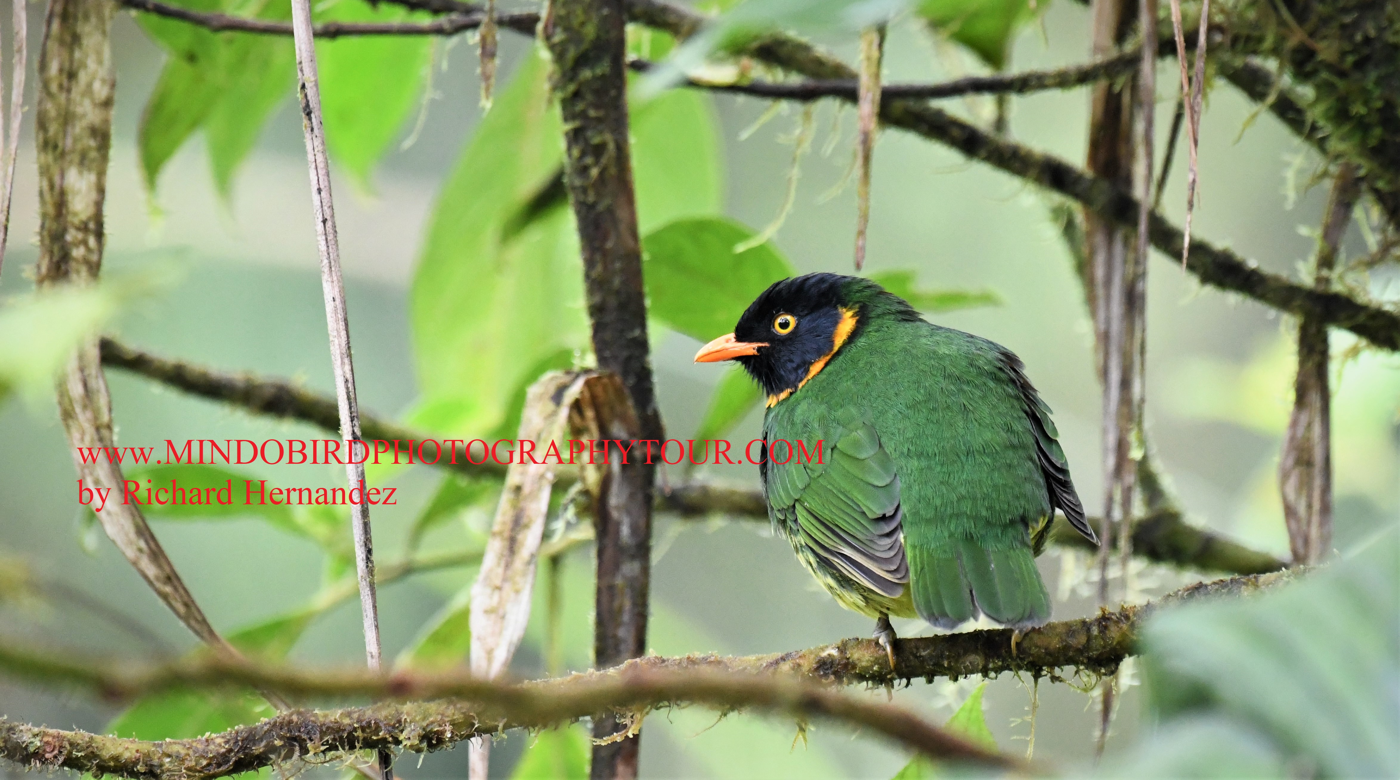 birds of ecuador