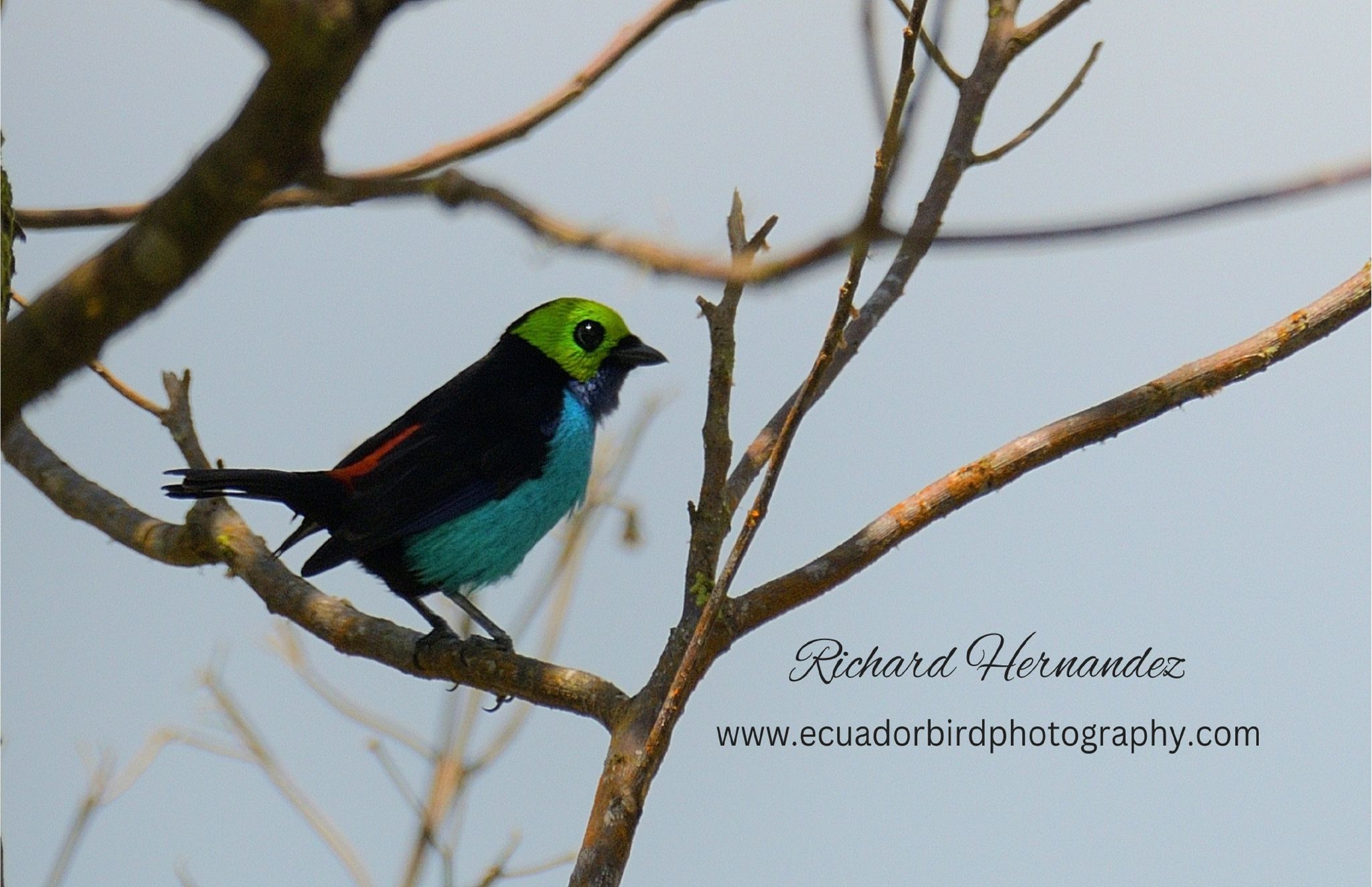 paradise-tanager-ecuador