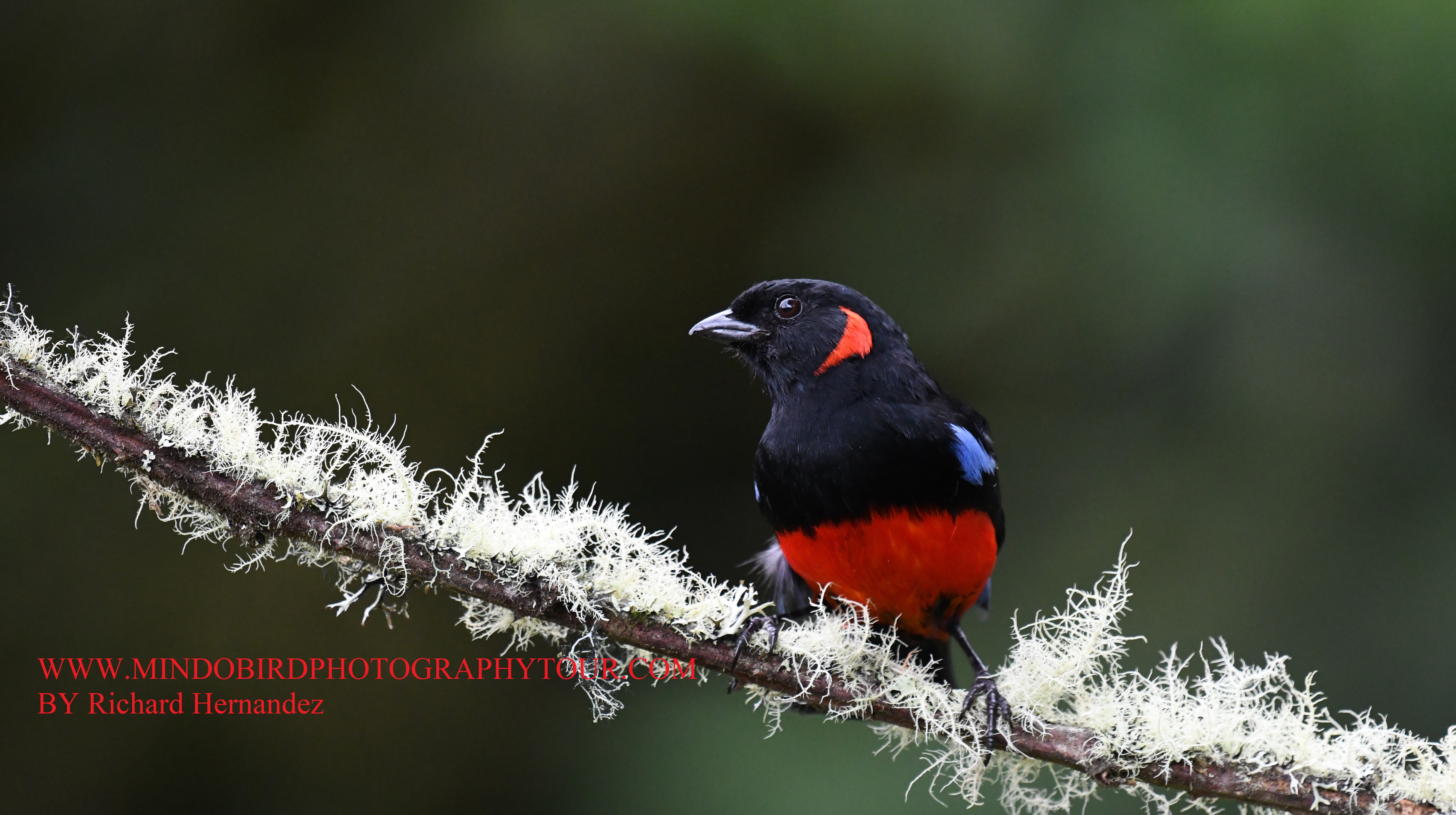 scarlet-bellied-tanager-mindobird