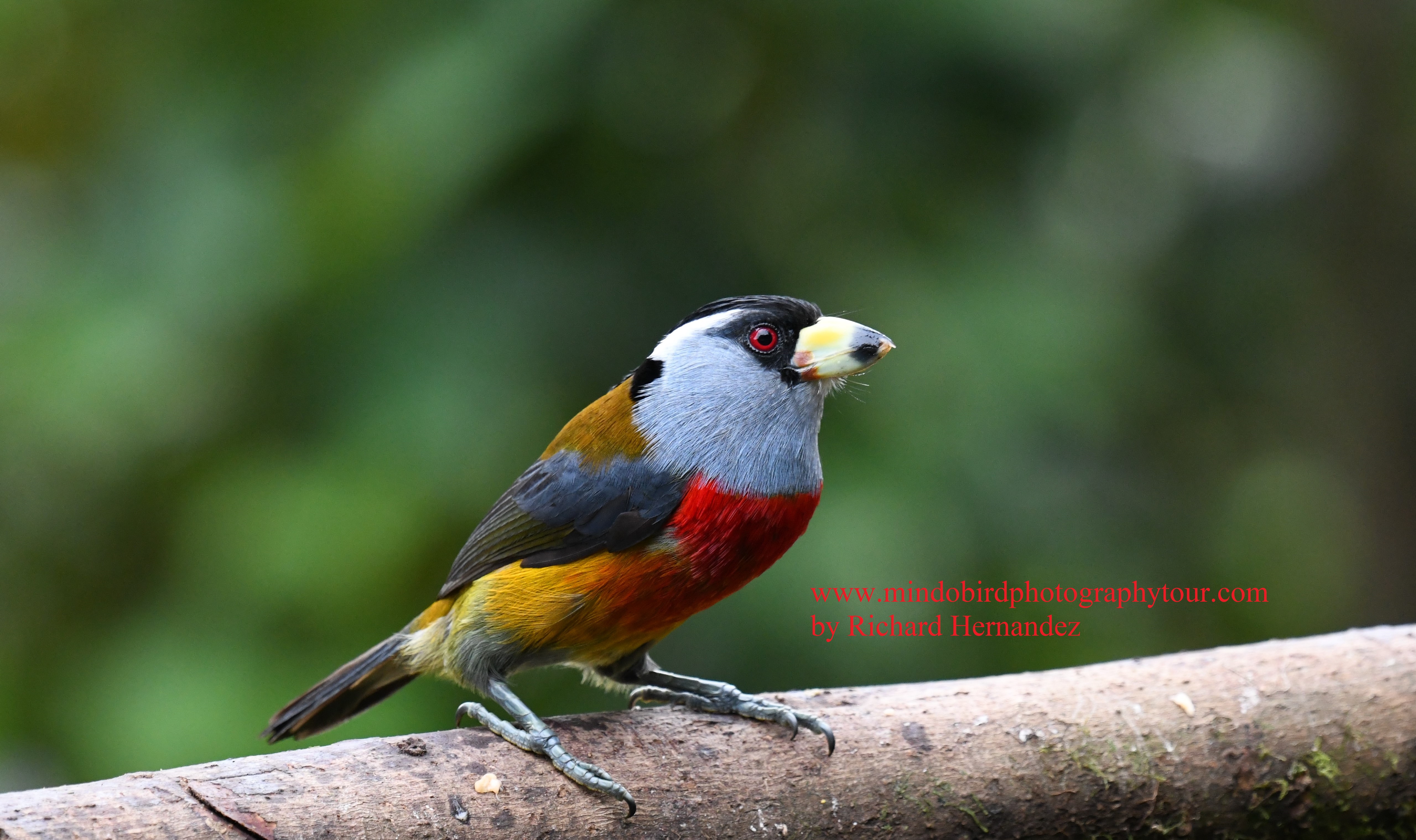 toucanbarbet - mindo bird photo tour