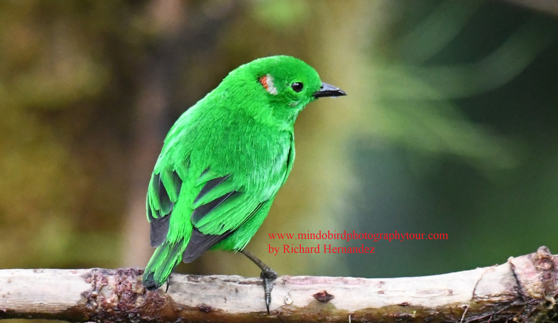 mindobirdphotographytour - glistening green tanager