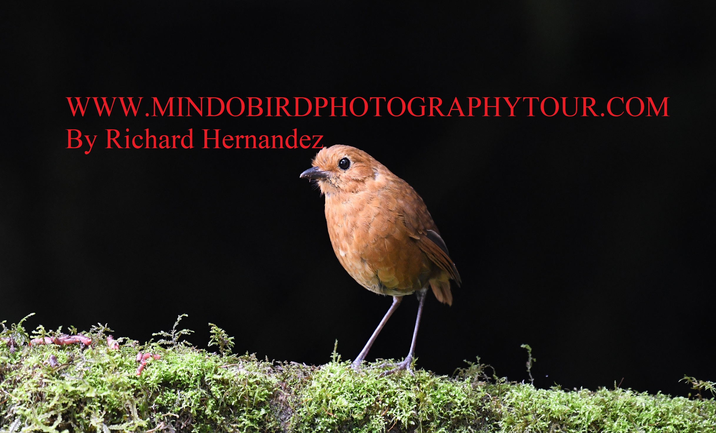 yanacocha guided birding tour